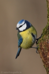 136 Blaumeise - Parus caeruleus